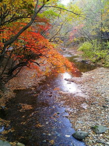 枫溪中学，枫溪镇