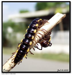 千足虫是哪种昆虫的俗称?