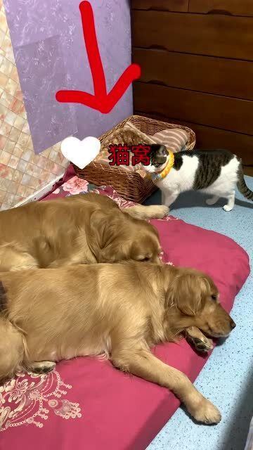 金窝银窝不如自己的狗窝下一句，为什么金窝银窝不如自己的狗窝