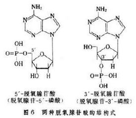 核苷酸的作用与功效，核苷酸有几种