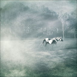 望断天涯路歌词，望断天涯路简谱米灵