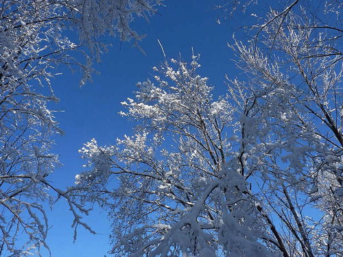 玉树琼枝的意思 玉树琼枝解释