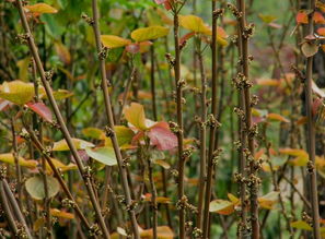 麻杆是什么意思，麻杆打狼