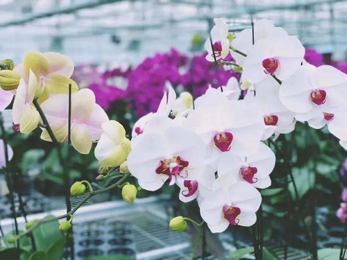 争奇斗艳的拼音是什么?，蜜蜂的拼音