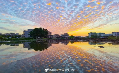 天南星植物图片，天南星全株图片