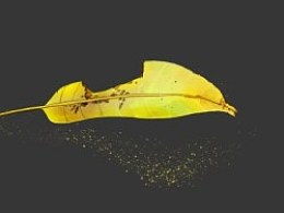 我是一片小树叶音乐，我是一片小树叶,秋天来了我要飞