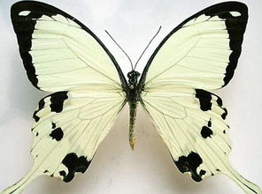 描写蝴蝶的外形和特点怎么写?