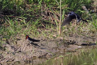 谁家新燕啄春泥,乱花渐欲迷人眼用了什么修辞手法，谁家新燕啄春泥的上一句是什么意思