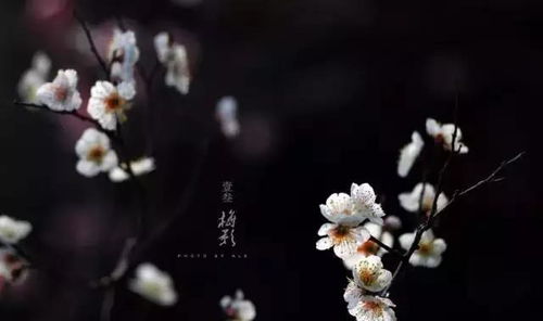 弃甲曳兵而走的走，弃甲曳兵而走句式