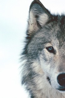 wolf复数怎么变，wolf复数规则