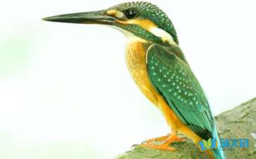 翠鸟教学设计和设计意图，翠鸟教学设计两课时