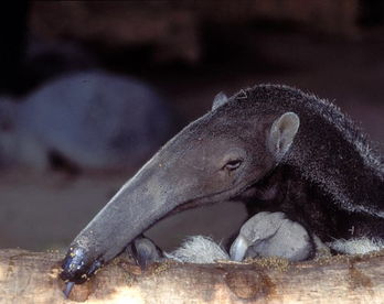 土豚是什么动物，土豚汤