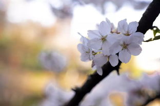 为何说:"花落春仍在"?(说出由来)谢谢了, 意义