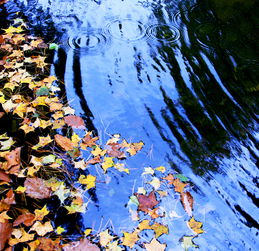 碧波荡漾的意思