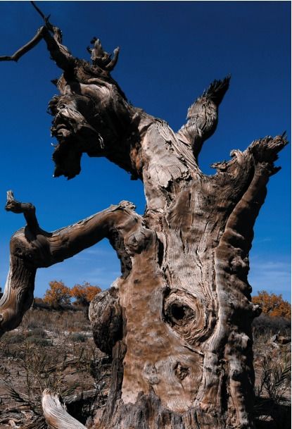 不屈不挠的拼音，不屈的儿媳妇电视剧剧情介绍