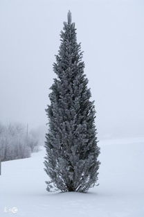 大雪压青松青松挺且直全诗思想感情，大雪压青松青松挺且直全诗背景