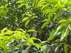 桂花树结果是好预兆吗，桂花树结果了会开花吗