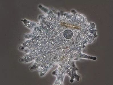 变形虫会不会吃变形虫变形虫会不会吃同类?