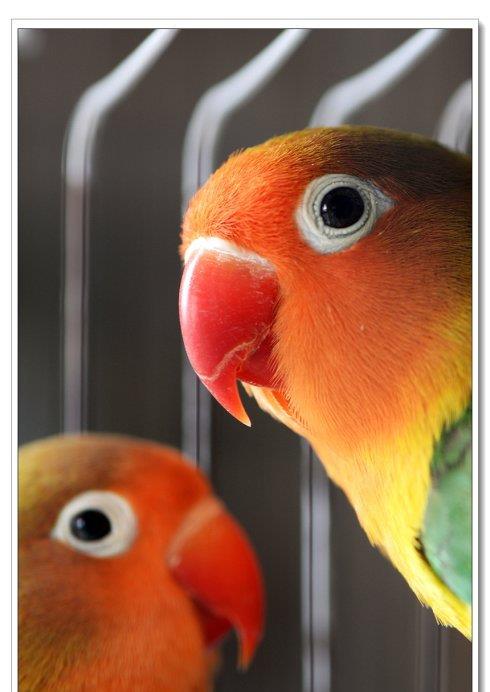 红嘴绿鹦哥是什么菜?