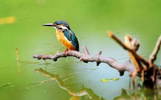 语文版二语文版三年级下册《翠鸟》课文及教学设计