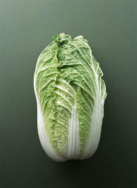 植物学上被称为结球白菜的是哪一种蔬菜?
