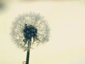 上心是什么意思?