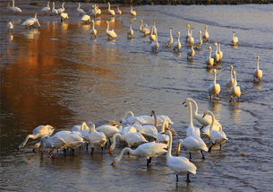 成群结队造句 成群结队读音及解释