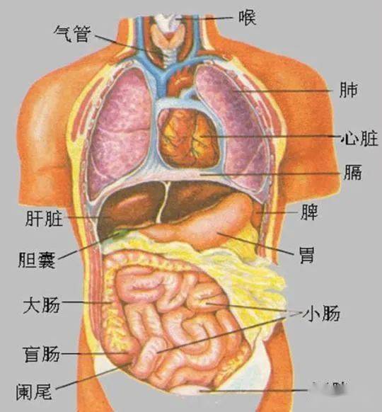 成语五脏六腑的意思，五脏六腑的意思是什么解释