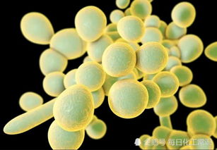 超级真菌是什么意思，超级真菌概念