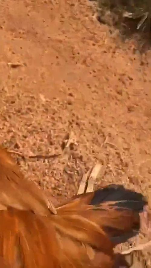 狗血喷头是什么意思