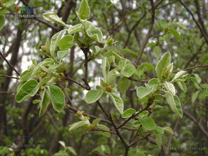 榅桲,也叫新疆木瓜,通常怎么吃?