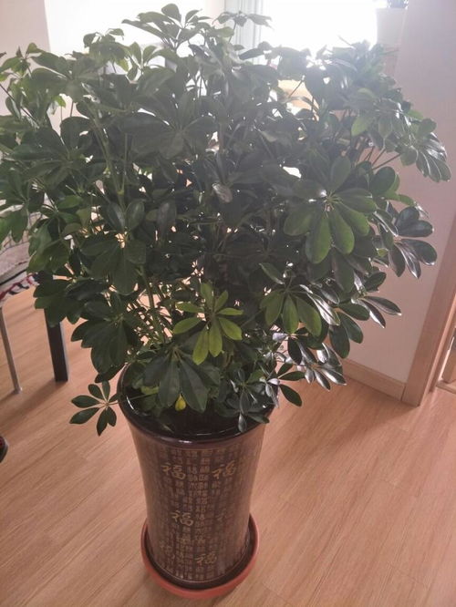 木本植物有哪些