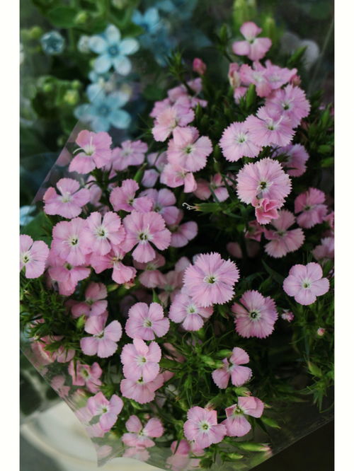 球根花卉的意思，花卉的意思象征意义
