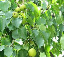 树果炼制装置怎么用，树果神奇宝贝百科