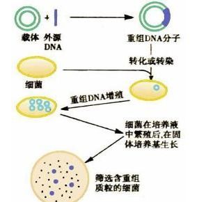基因重组人胶原蛋白，基因重组的两种情况