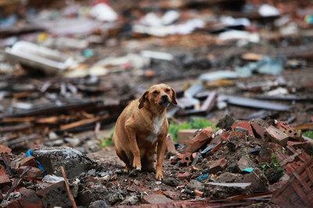 四处打量的意思，打量的意思若无其事的意思