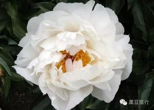 白牡丹的花语和象征意义