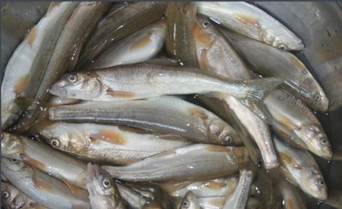 斑鱼图片大全，斑鱼狗属于什么类