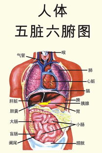 五脏六腑的意思