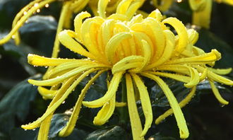 菊花作文300字左右四年级，菊花作文300字左右优秀