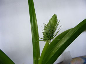 大头兰什么时候割叶子，大头兰花的养殖方法