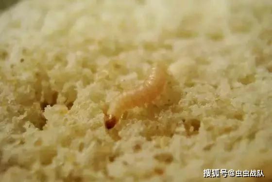 家里近期出现小飞虫,麻烦大家看看是什么虫,该怎么解决?