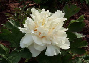 白牡丹福鼎白茶多少钱一斤，白牡丹白茶功效与作用