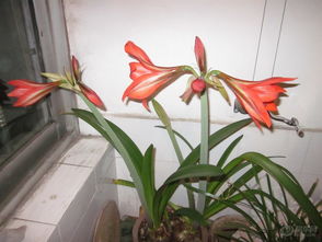 大头兰什么时候休眠