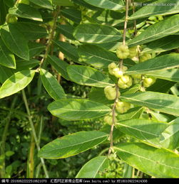 精灵宝可梦go树果作用详解