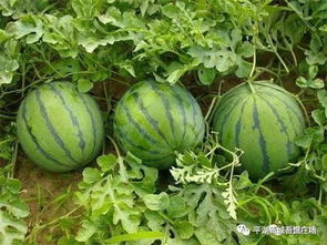 平湖西瓜灯文化节2023，平湖西瓜灯的历史