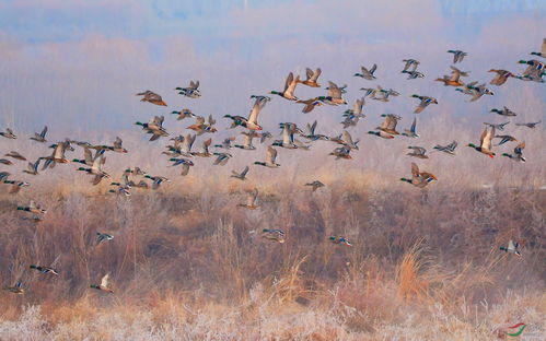 成群结队造句三年级，成群结队造句二年级上册