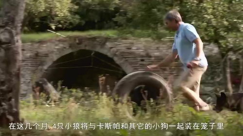 与狼共寝神秘千亿大亨，野爱