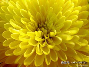 三年级关于菊花的作文300字