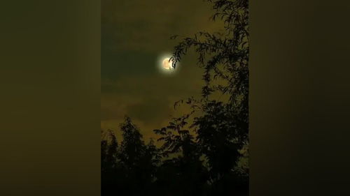 孤月沧浪河汉清,北斗错落长庚明，孤月沧浪河汉清下一句是什么